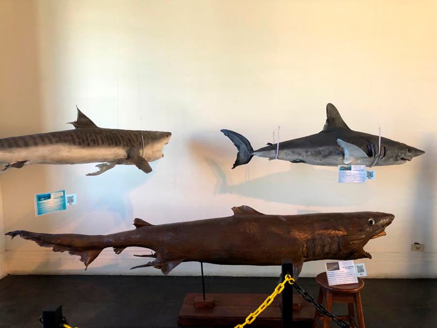 Acervo de peixes e espécies marinhas do museu