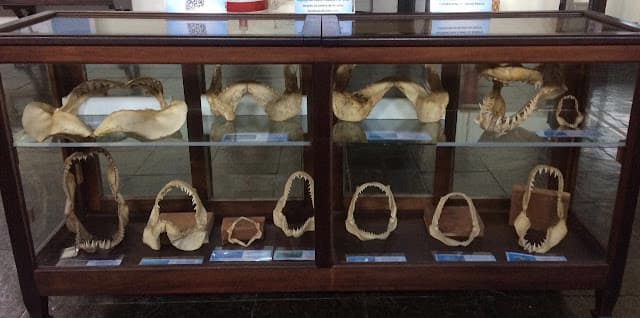 Exposição: arcadas de tubarões