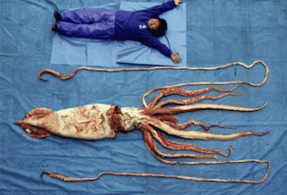 Lula-gigante (Architeuthis spp.)